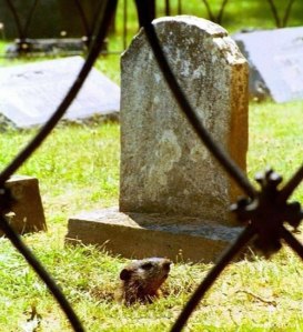 Zombie Gopher, somewhere in south western Ontario