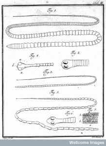 From the treatise on tapeworms by Marcus Bloch, 1782 (Courtesy Wellcome Library)