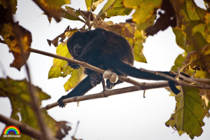 These beauties are not for sale, Doctor V