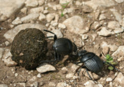 Sometimes a dung beetle is just a dung beetle. Forever. 