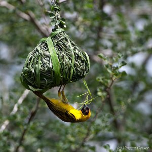 I have year-round nesting syndrome. Which expert can help me with that? 