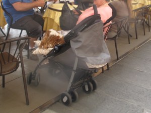 Some privileged creatues do not deign to walk. 